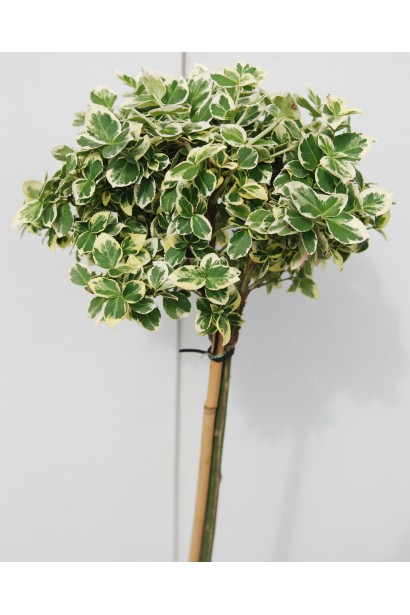 Бруслина форчуна Емеральд Гаєті на штамбі 