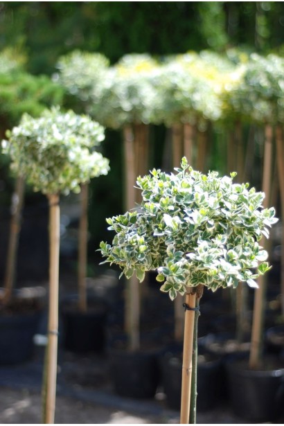 Euonymus fortunei Emerald Gaiety on stambe