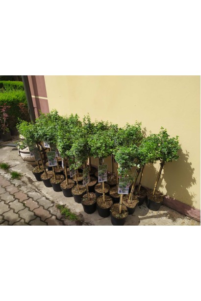 Бруслина форчуна Емеральд Гаєті на штамбі в садовому центрі