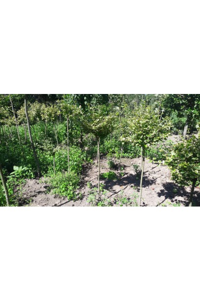 Бересклет форчуна Emerald Gaiety на штамбі в розсаднику