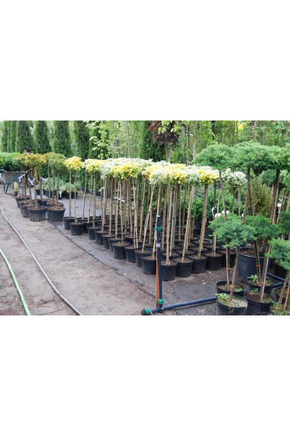 Бересклет Emerald Gaiety штамб в садовому центрі