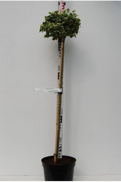 Бруслина форчуна Емеральд Гаєті на штамбі Бруслина Емеральд Гаєті на штамбі висота 100-105 см