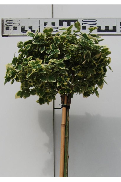 Бруслина Емеральд Гаєті на штамбі діаметр 25-30 см