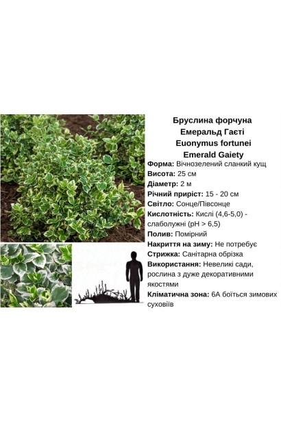 Бруслина форчуна Емеральд Гаєті характеристики