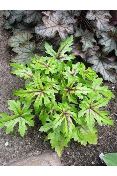 Гейхера гібридна Стар Берст на клумбі