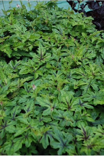 Гейхера гібридна Старберст