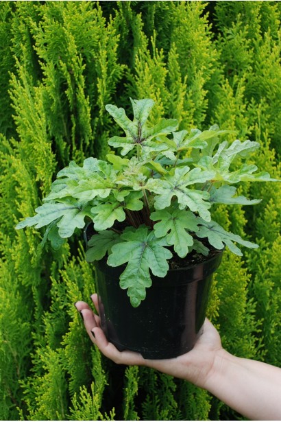 Гейхера гібридна Старберст саджанець С3