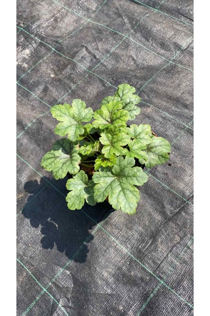 Heuchera hybrida Starburst