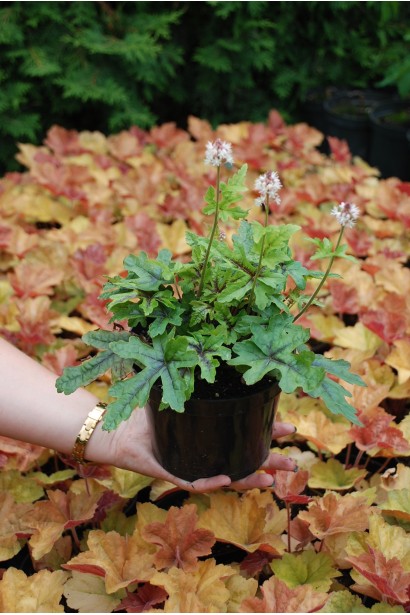 Heuchera Starburst