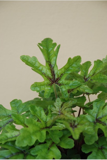 Гейхера гібридна Старберст зелене листя з коричневою серединкою