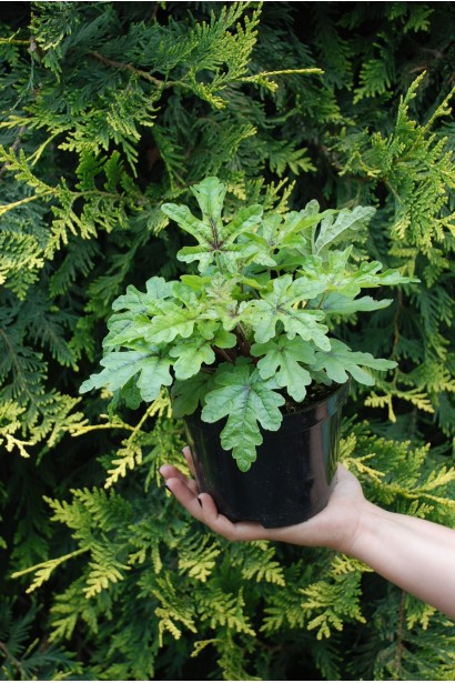 Гейхера  Старий Замок контейнер 3 л