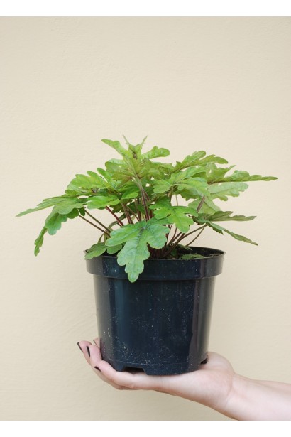  Гейхера гібридна Старберст в горщику 3 л