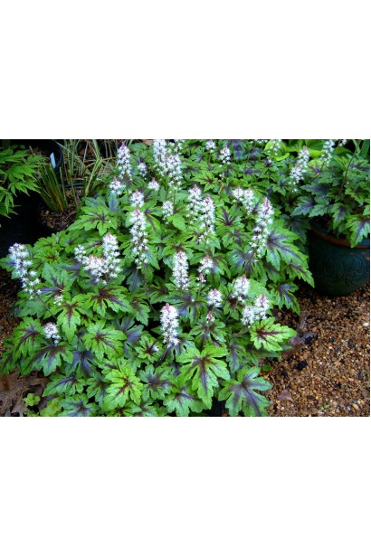 Гейхера Старбьорст цвітіння