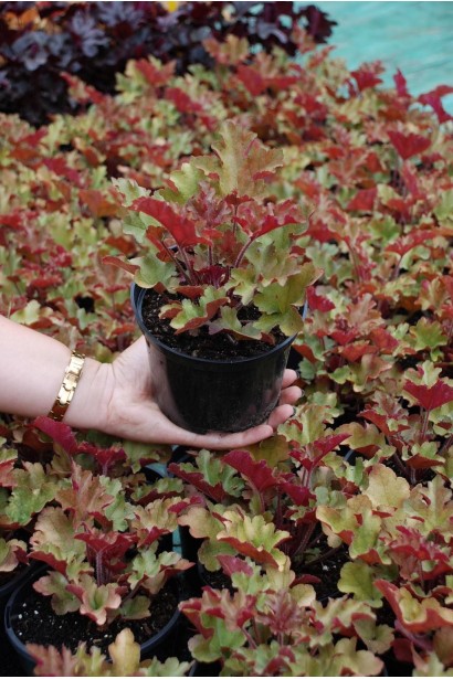 Гейхера гібридна Мармелад  в садовому центрі