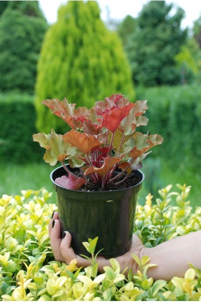 Гейхера гібридна Мармелад контейнер 3 л