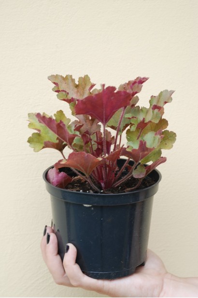 Гейхера гібридна Мармелад в горщику 3 л