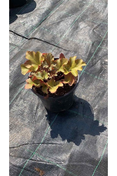 Гейхера гібридна Мармелад саджанець С3