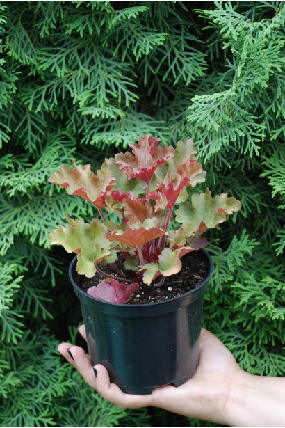 Гейхера гібридна Мармелад 