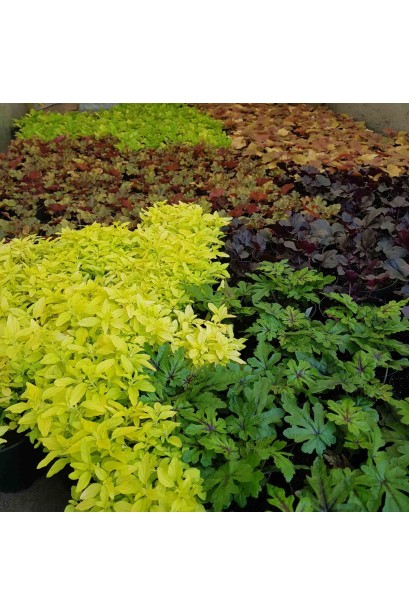 Гейхера гібридна Мармелад в ландшафті