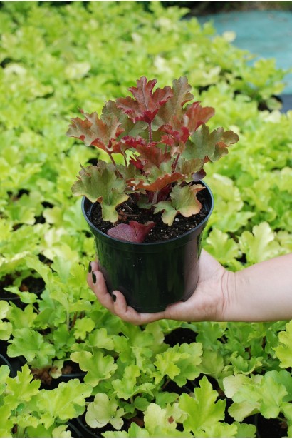 Heuchera hybrida Marmalade