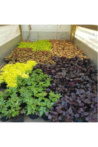 Геухера Мармелад серед інших сортів гейхери