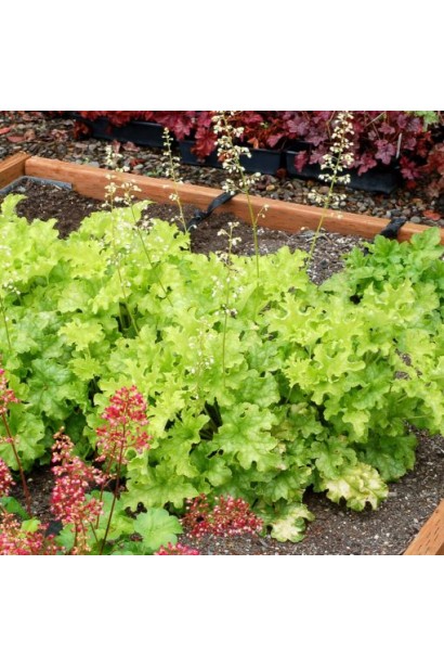 Гейхера Лайм Руффлс цветение