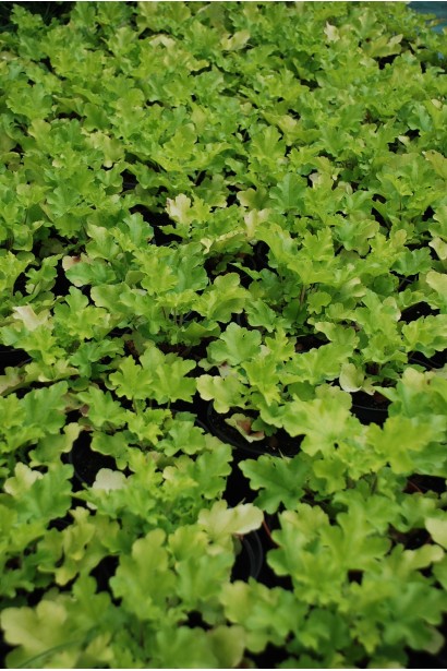 Гейхера гибридная Лайм Руффлс 