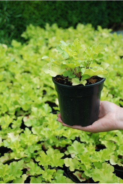 Гейхера Lime Ruffles