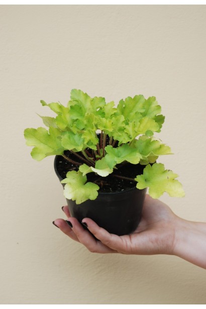 Гейхера гибридная Лайм Руффлс контейнер 3л