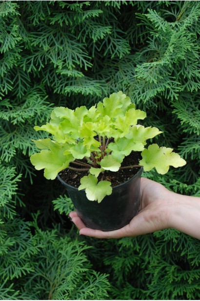 Heuchera hybrida Lime Ruffles