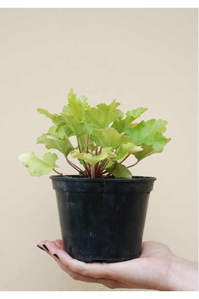 Гейхера Лайм Руффлс в горшочке 3 л