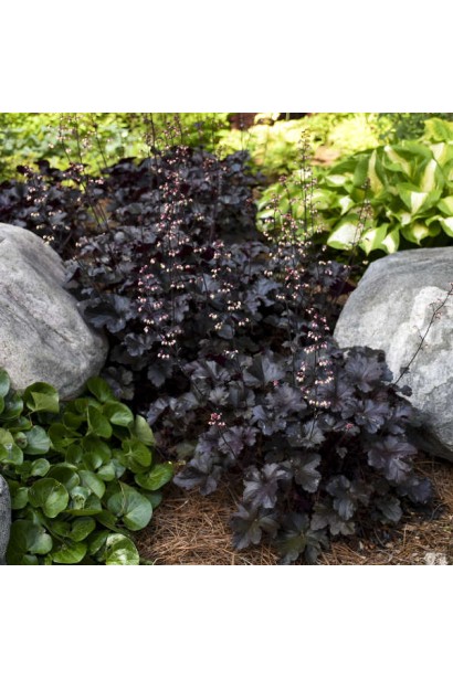 Heuchera hybrida Black Pearlca