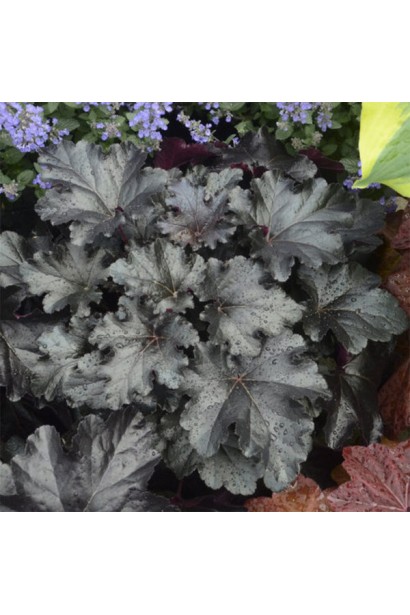 Темно-фіолетових листя гейхера Блек Перл 