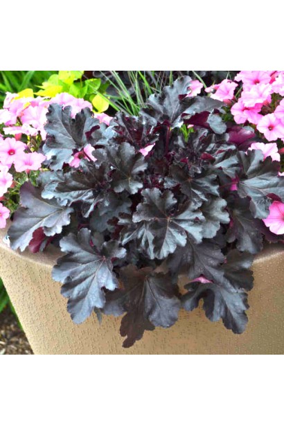 Гейхера Блек Пьорл