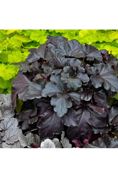 Гейхера гібридна Чорна Перлина