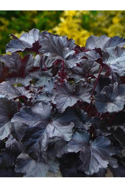 Гейхера гібридна Блек Перл