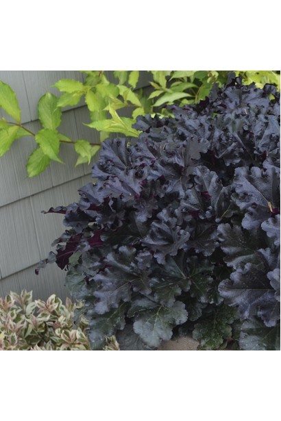 Гейхера гібридна Блек Перл в саду