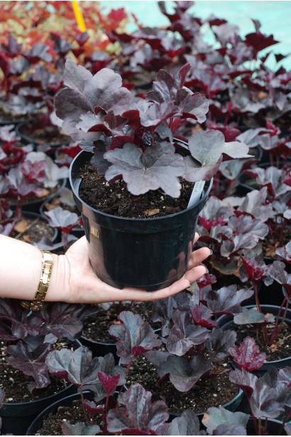 Гейхера гібридна Блек Перл контейнер 3 л