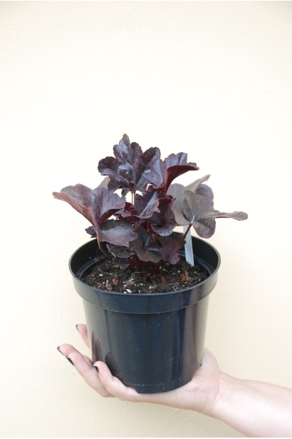 Гейхера гібридна Блек Перл саджанець