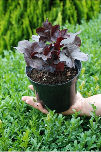 Гейхера Блек Перл горщик 3 л