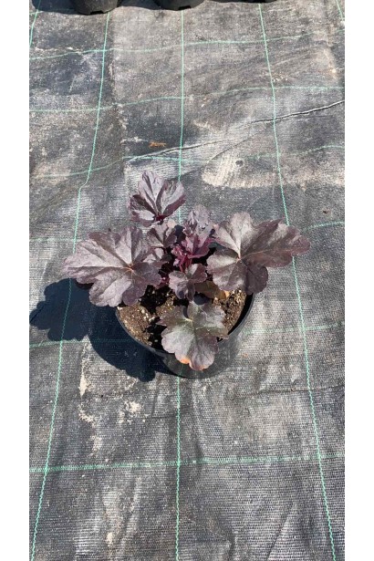 Гейхера гібридна Блек Перл в садовому центрі