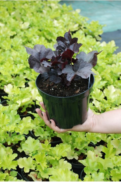 Гейхера Блек Перл саджанець С3