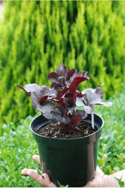 Гейхера гібридна Блек Перл в горщику