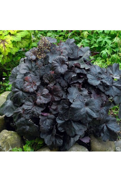 Гейхера гибридная Обсидиан