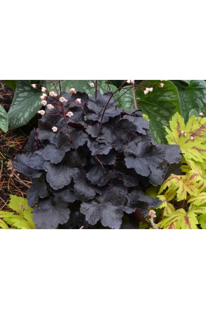 Гейхера гибридная Обсидиан в ландшафте