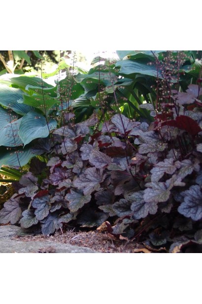Heuchera Obsidian