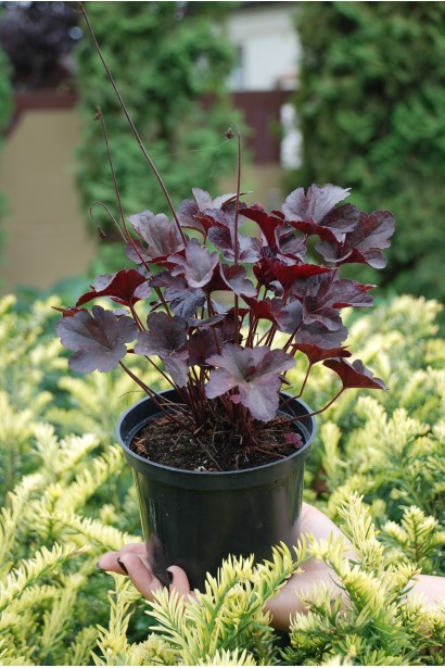 Гейхера гибридная Обсидиан саженец