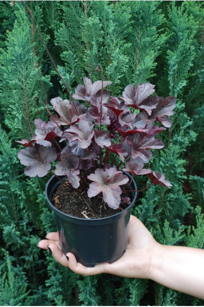 Гейхера гибридная Обсидиан в контейнере 3л