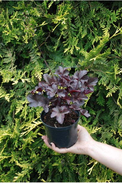 Гейхера гибридная Обсидиан горшок С3