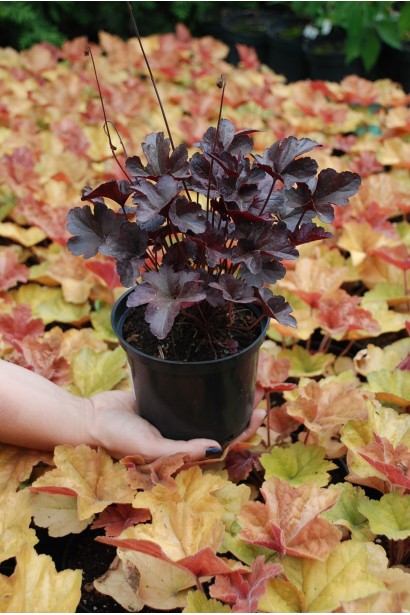 Гейхера Обсидиан в горшочке 3 л